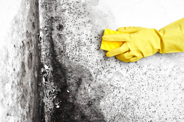 Why You Should Choose Our Mold Remediation Services in Holly Hill, FL